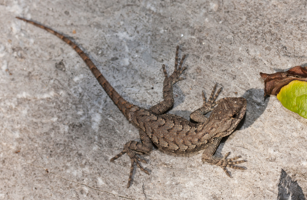 Eastern Fence Lizard in September 2016 by Eric Williams. An Eastern
