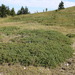 Juniperus communis saxatilis - Photo (c) naturalist, כל הזכויות שמורות, הועלה על ידי naturalist