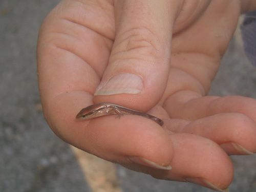 Little Brown Skink