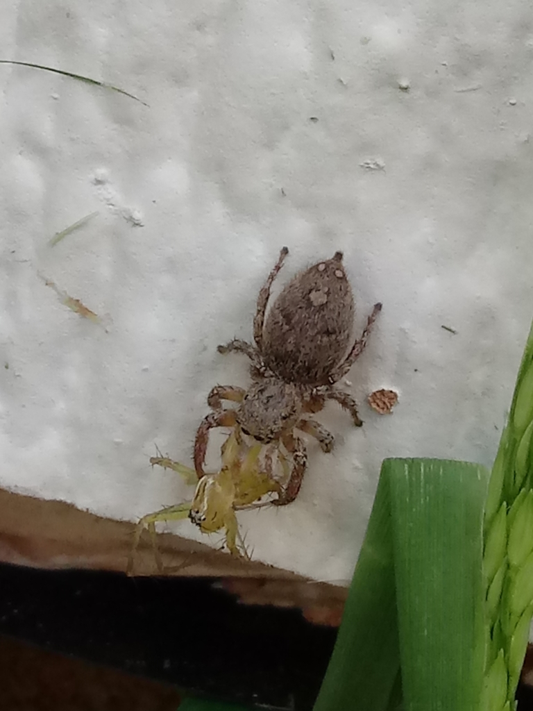 Habronattus Coecatus From N W Oklahoma County Oklahoma City OK 73012