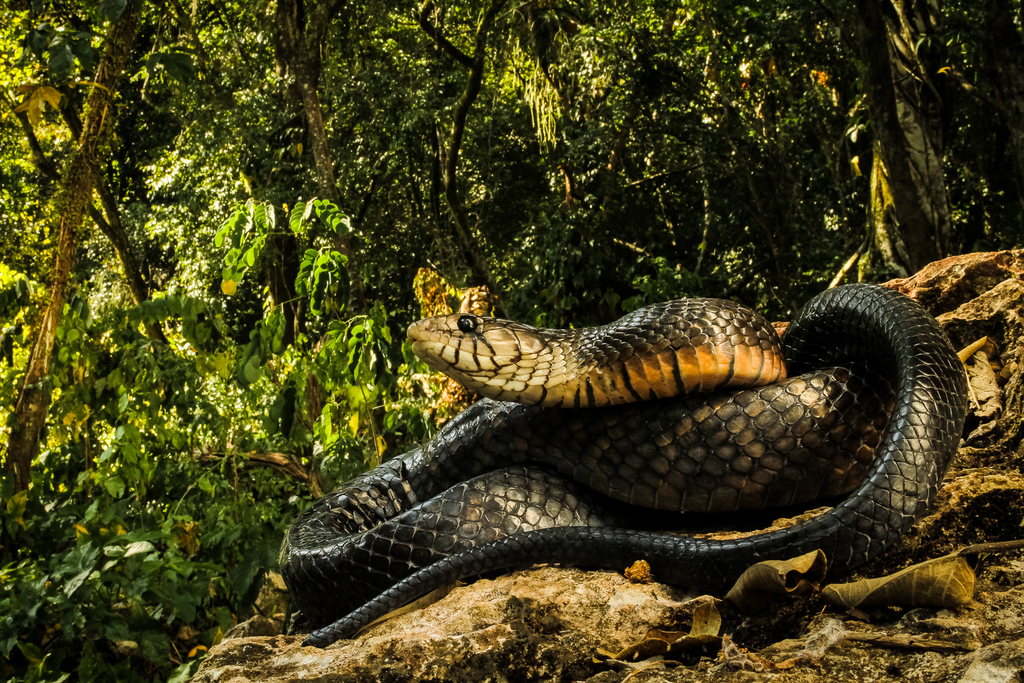 Culebra Arroyera De Cola Negra Anfibios Y Reptiles De Tamaulipas