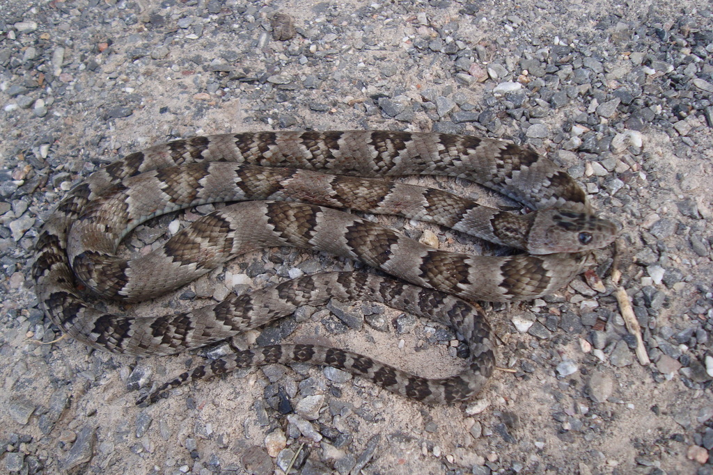 Falsa Nauyaca Mexicana (anfibios Y Reptiles De Tamaulipas) · Inaturalist