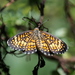 Mariposa Falso Parche Ajedrez de Arizona - Photo (c) Jay Keller, todos los derechos reservados, uploaded by Jay Keller