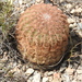 Lace Hedgehog Cactus - Photo (c) arturoc, all rights reserved, uploaded by arturoc