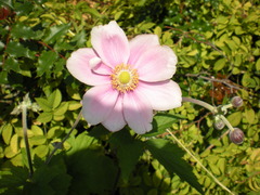 Small