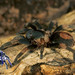 Magnacarina - Photo (c) arachnida, all rights reserved, uploaded by arachnida