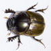 Escarabajo Estercolero Africano - Photo (c) BJ Stacey, todos los derechos reservados