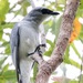 White-bellied Cuckooshrike - Photo (c) andrew_mc, all rights reserved