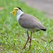 Masked Lapwing - Photo (c) andrew_mc, all rights reserved