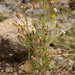 Tagetes micrantha - Photo (c) Luis Boullosa, כל הזכויות שמורות, uploaded by Luis F. V. V. Boullosa