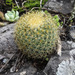 Mammillaria pringlei - Photo (c) manuelbasurto, כל הזכויות שמורות, הועלה על ידי manuelbasurto
