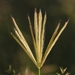 Windmillgrass - Photo (c) Jay Keller, all rights reserved, uploaded by Jay L. Keller