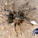 Tarántula Enana del Valle de México - Photo (c) arachnida, todos los derechos reservados, uploaded by arachnida