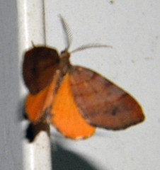 Small