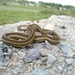 Rossman's Garter Snake - Photo (c) Alberto Lopez, all rights reserved, uploaded by Jesus Alberto López-Solis