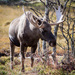 Elk - Photo (c) Aslak Tronrud, all rights reserved, uploaded by aslakt