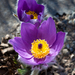 Pasqueflowers - Photo (c) Aslak Tronrud, all rights reserved, uploaded by Aslak Tronrud