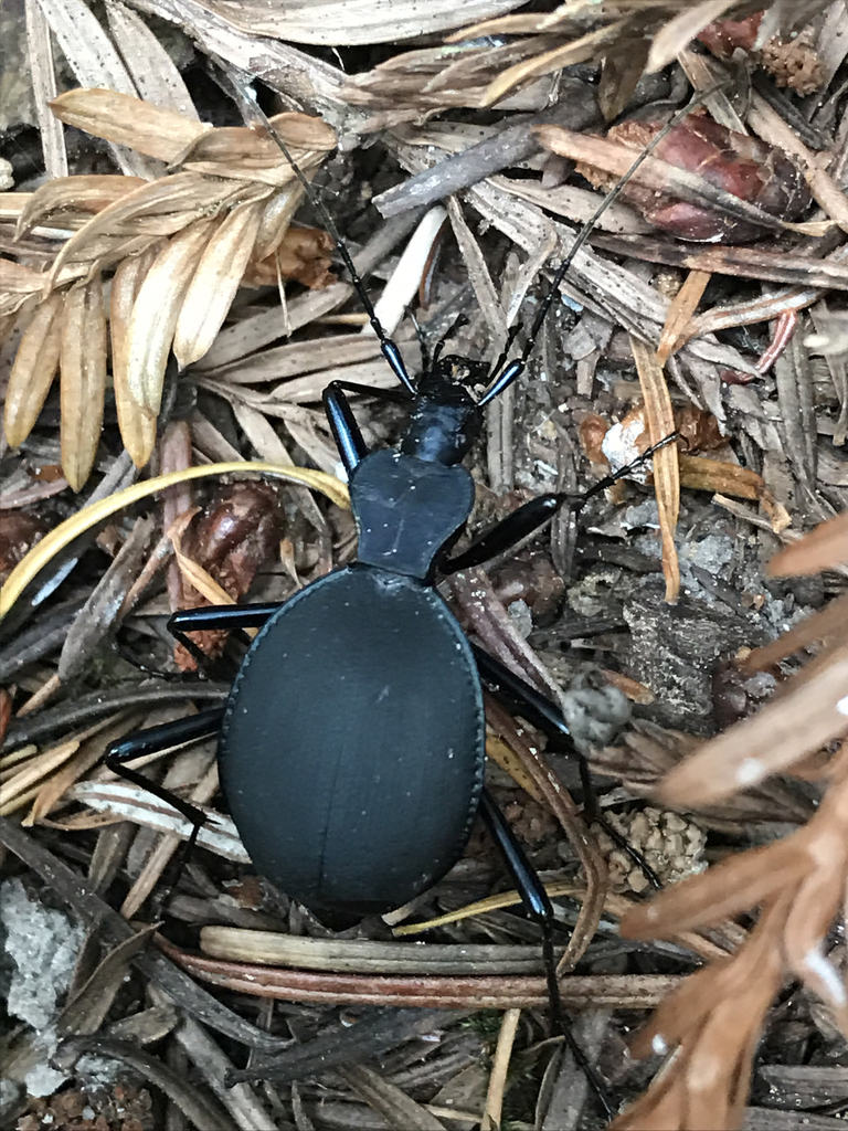 Velvet Snail Eating Beetle From Stillwater Cove Regional Park Jenner