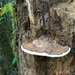 Ganoderma applanatum - Photo (c) Stephany Gale, all rights reserved, uploaded by Stephany Gale