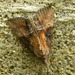 Green Cloverworm Moth - Photo (c) jawinget, all rights reserved