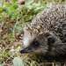 Amur Hedgehog - Photo (c) Kim, Hyun-tae, all rights reserved, uploaded by Kim, Hyun-tae