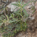 Euphorbia exstipulata - Photo (c) Layla, todos os direitos reservados, uploaded by Layla Dishman