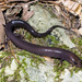 Red Hills Salamander - Photo (c) Brad Wilson, all rights reserved, uploaded by Brad Wilson