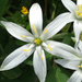 Common Star-of-Bethlehem - Photo (c) Samanta Conte, all rights reserved, uploaded by Samanta Conte