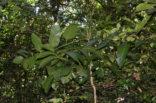 Macgillivray's Aralia (Polyscias macgillivrayi) · iNaturalist