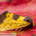 Yellow Sunflower Moth - Photo (c) John and Kendra Abbott, all rights reserved, uploaded by John Abbott