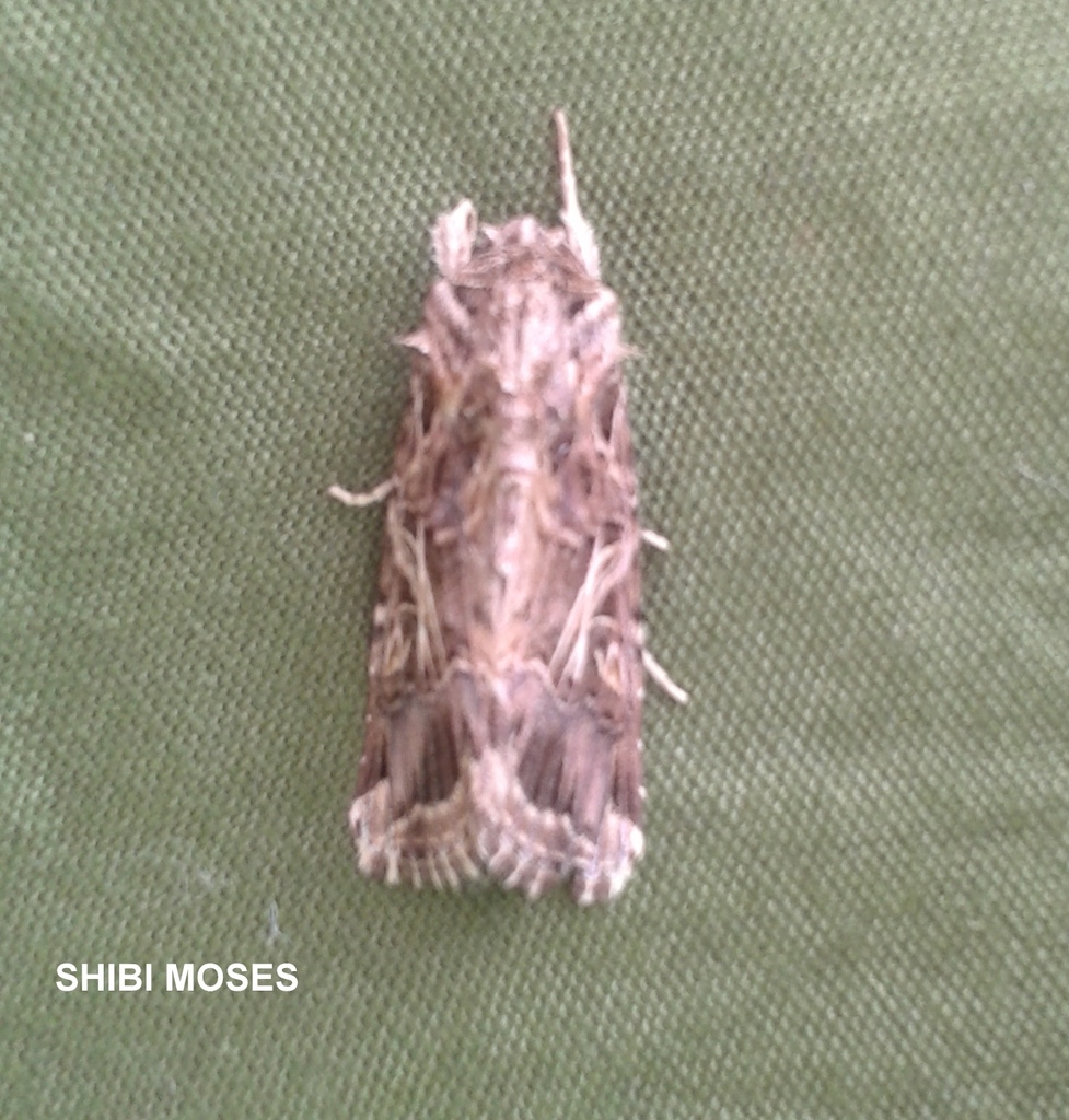 Oriental Leafworm Moth By Shibi Moses Inaturalist