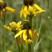 Texas Coneflower - Photo (c) Layla, all rights reserved, uploaded by Layla Dishman