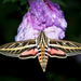 Hawk, Sphinx, Silk, Emperor, and Allied Moths - Photo (c) Laura Habel, all rights reserved
