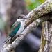 Torresian Kingfisher - Photo (c) andrew_mc, all rights reserved