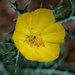 Mexican Prickly Poppy - Photo (c) Arnulfo Moreno, all rights reserved, uploaded by Arnulfo Moreno