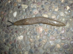 Small