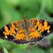 Pearl Crescent - Photo (c) Galen  Stewart, all rights reserved, uploaded by Galen Stewart