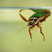 Gran Escarabajo Buceador - Photo (c) Matthieu Berroneau, todos los derechos reservados