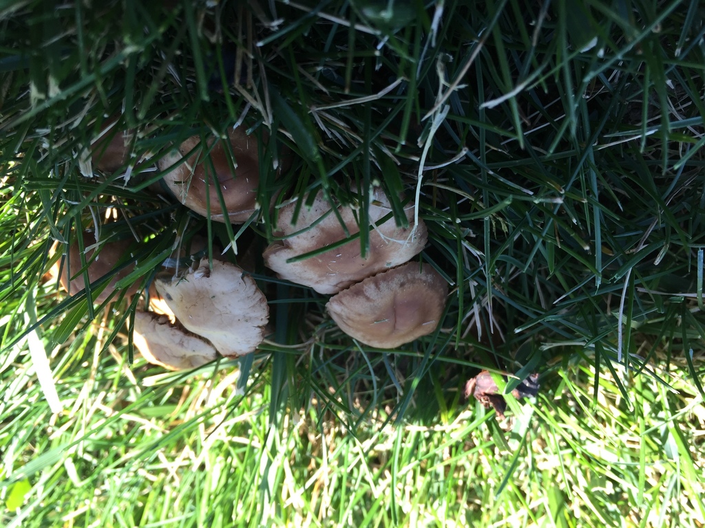 Common Gilled Mushrooms And Allies From Sawtooth National Forest