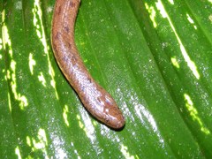 Image of Hydromorphus concolor