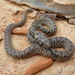 Horseshoe Whip Snake - Photo (c) Karim Chouchane, all rights reserved, uploaded by Karim Chouchane