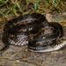 Atlantic Saltmarsh Snake - Photo (c) Don Filipiak, all rights reserved, uploaded by Don Filipiak