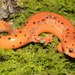 Midland Mud Salamander - Photo (c) Kevin Hutcheson, all rights reserved, uploaded by Kevin Hutcheson