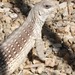 Square