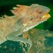 Indonesian Forest Dragon - Photo (c) robertsprackland