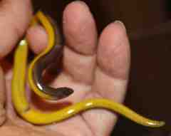 Small