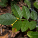 Rhus copallinum latifolia - Photo (c) Joshua Lincoln, todos los derechos reservados