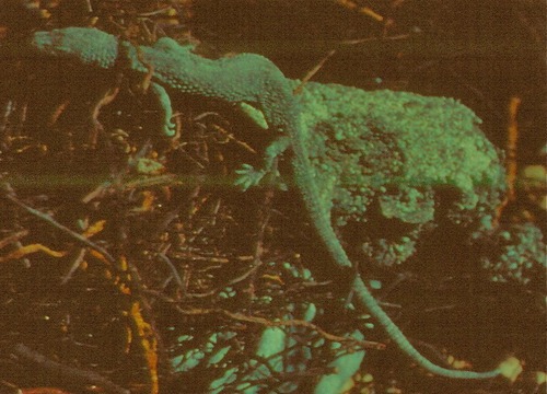 Borneo Earless Monitor observed by robertsprackland on April 13, 1971