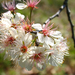 Prunus mexicana - Photo (c) Layla, όλα τα δικαιώματα διατηρούνται, uploaded by Layla Dishman
