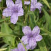 Violet Ruellia - Photo (c) Layla, all rights reserved, uploaded by Layla Dishman